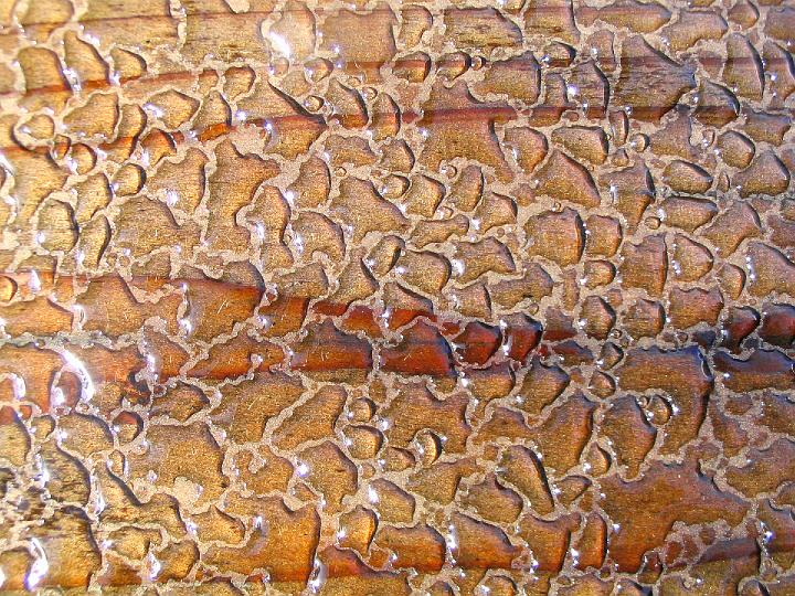 0200-water_on_wood.jpg - Redwood #2