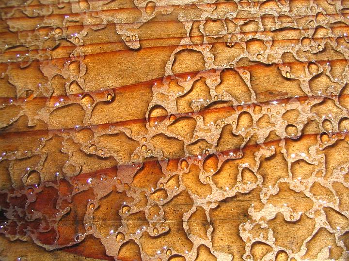 0202-water_on_redwood.jpg - Redwood #3