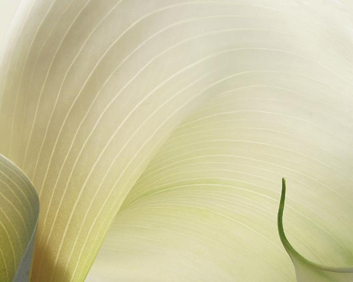 0244-calla.jpg - Calla Curl