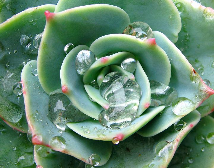 0361_cactus.jpg - Surface Tension