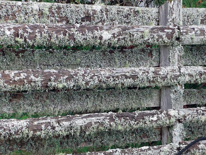 0506-fence.jpg - Mossy Fence
