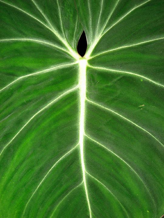 0599-leaf.jpg - Faerie