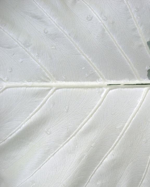 0608-albino_leaf.jpg - White on White