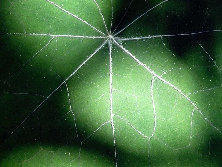 0630-coca-leaf.jpg - The White Line