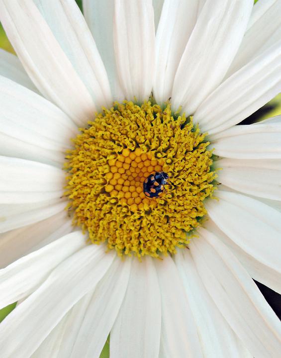 1356-golden_dots.jpg - Golden Dots