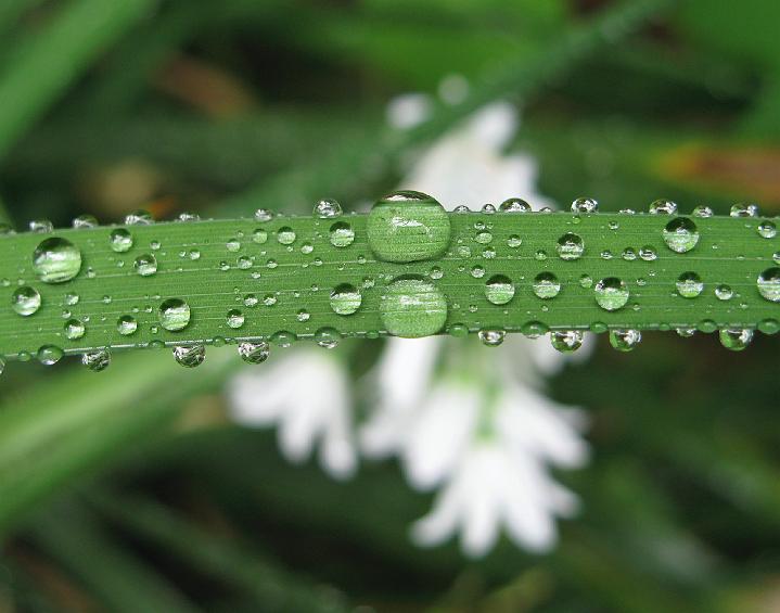 1370_blade.jpg - After the Rain #2