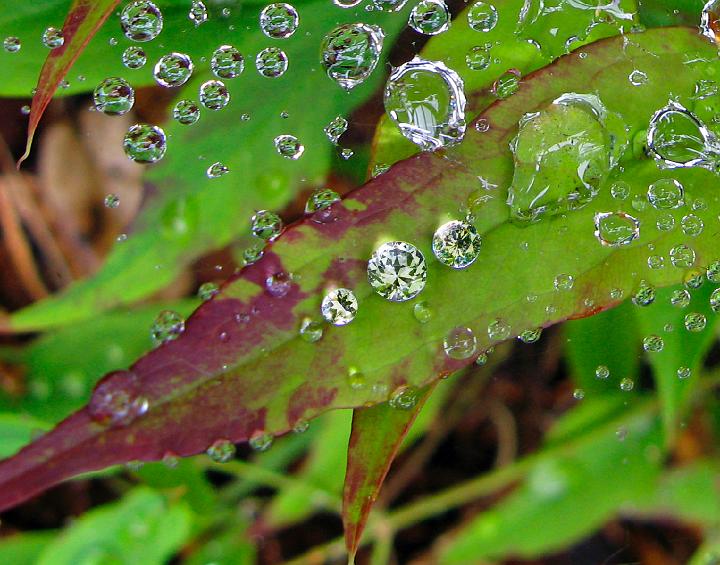 1371_precious-water.jpg - Precious Water