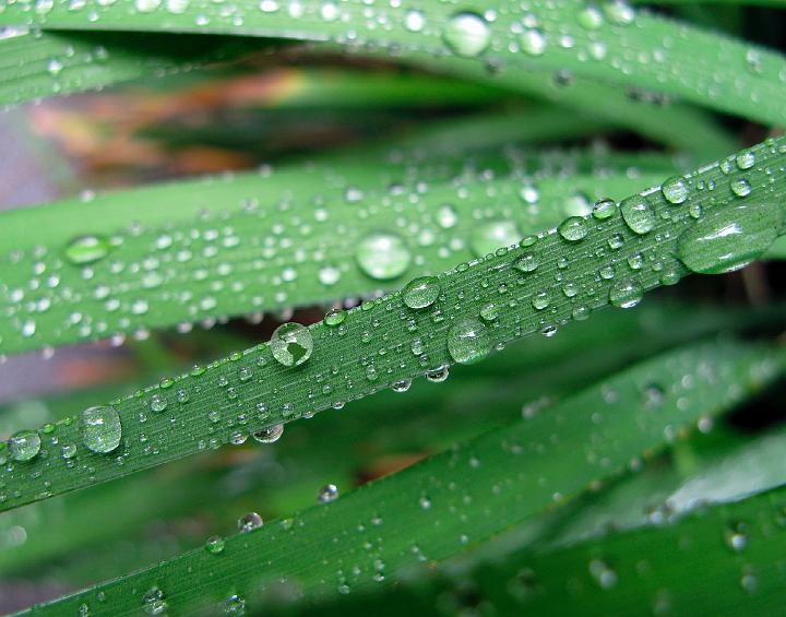 1380-0368-earth-in-grass.jpg - Green World