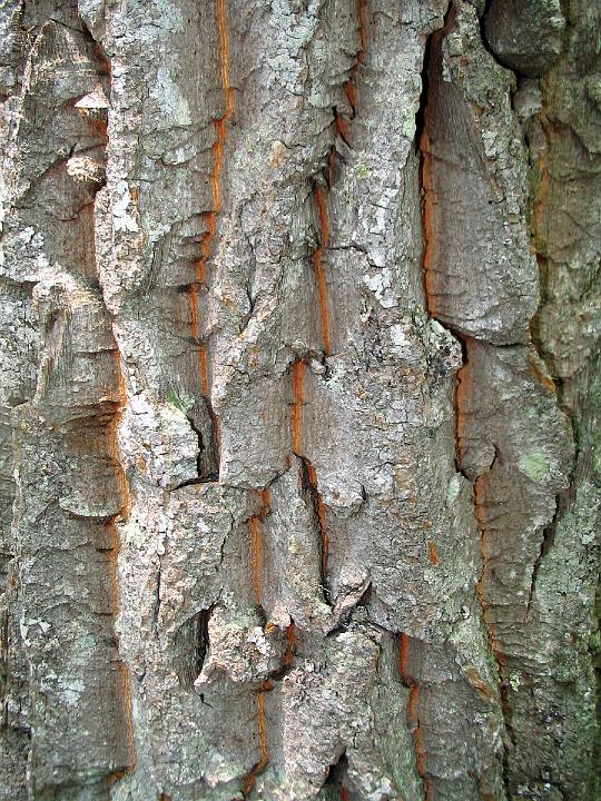 1424-bark.jpg - Sugar Pine Bark