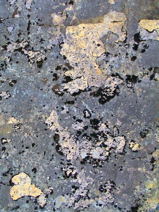 1603-lichen.jpg - Lichen