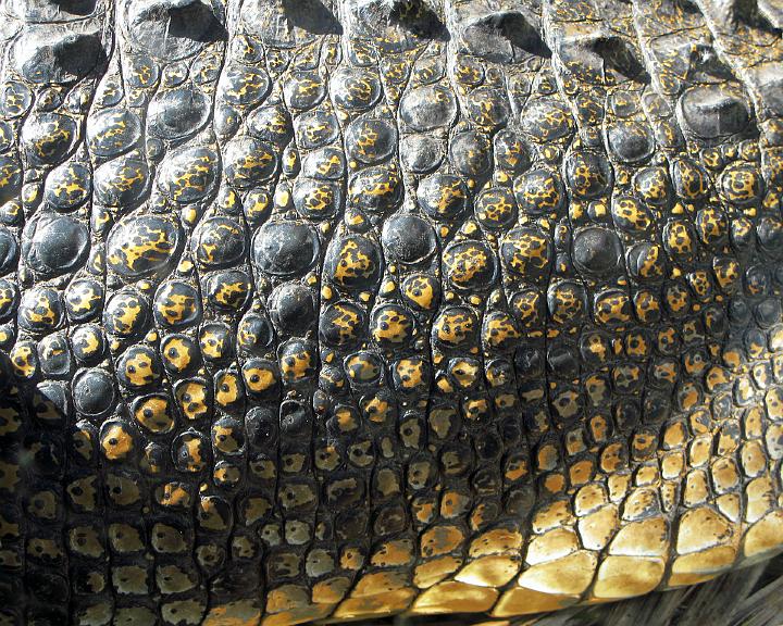 1915-alligator2.jpg - Underbelly
