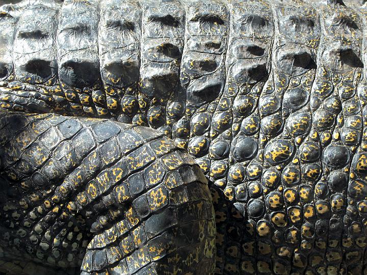 1916-alligator.jpg - Alligator