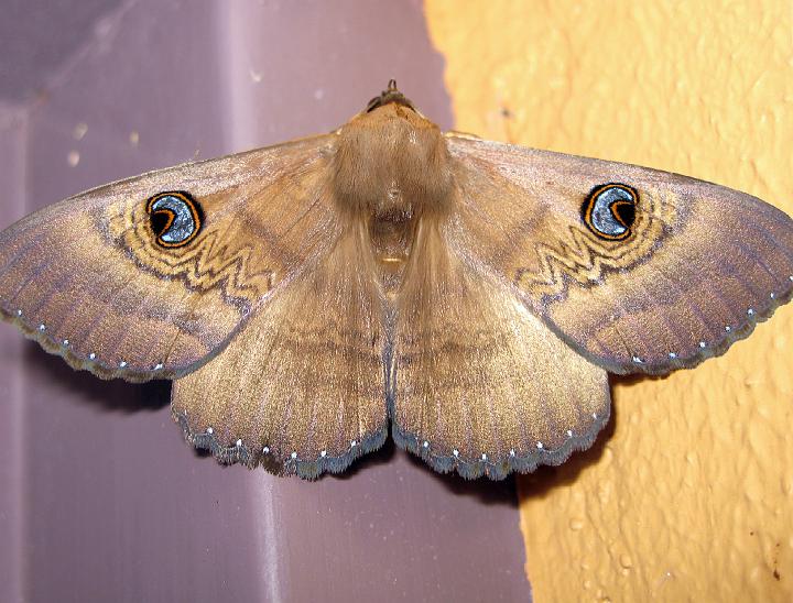 2096-blue_eyes.jpg - Blue Eyes