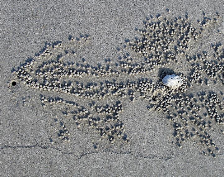 2278-beading_crab-C.jpg - Sand Beads