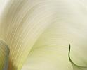 0244-calla