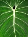 0599-leaf