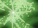 0629-leaf-circles