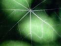 0630-coca-leaf
