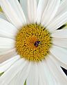 1356-golden_dots