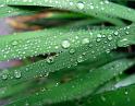 1380-0368-earth-in-grass