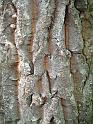1424-bark