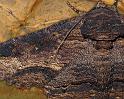 1766-moth