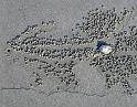 2278-beading_crab-C