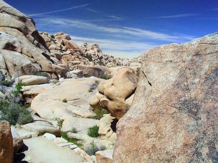 0273_joshua_tree.jpg - Joshua Tree landscape 2