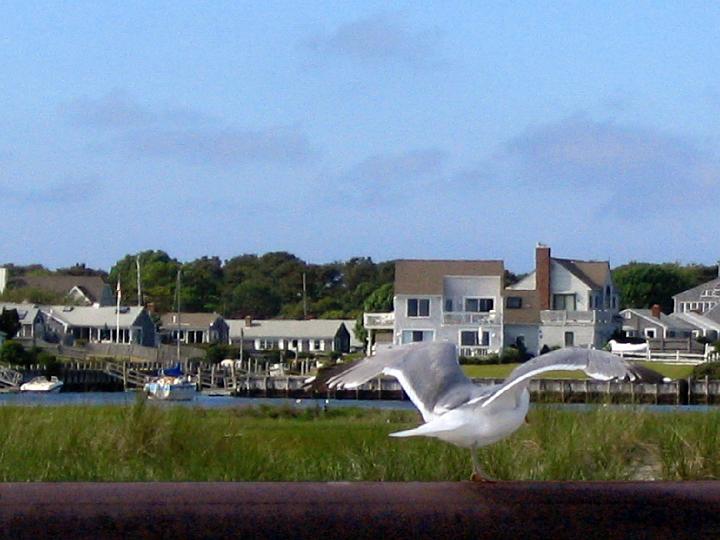 1444_cape_cod.jpg - Cape Cod