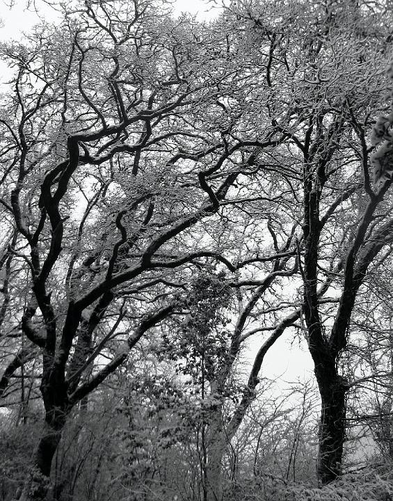 2116_winter_trees.jpg - Snow in the Tuscan Woods