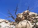 0266_joshua_tree