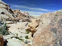 0273_joshua_tree