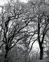 2116_winter_trees